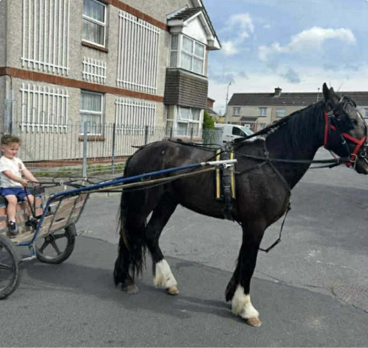 2 year old black horse - Image 1