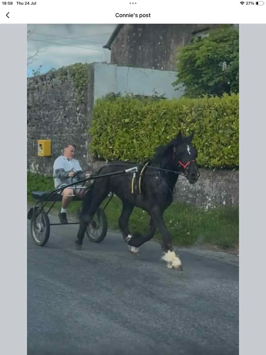 2 year old black horse - Image 2