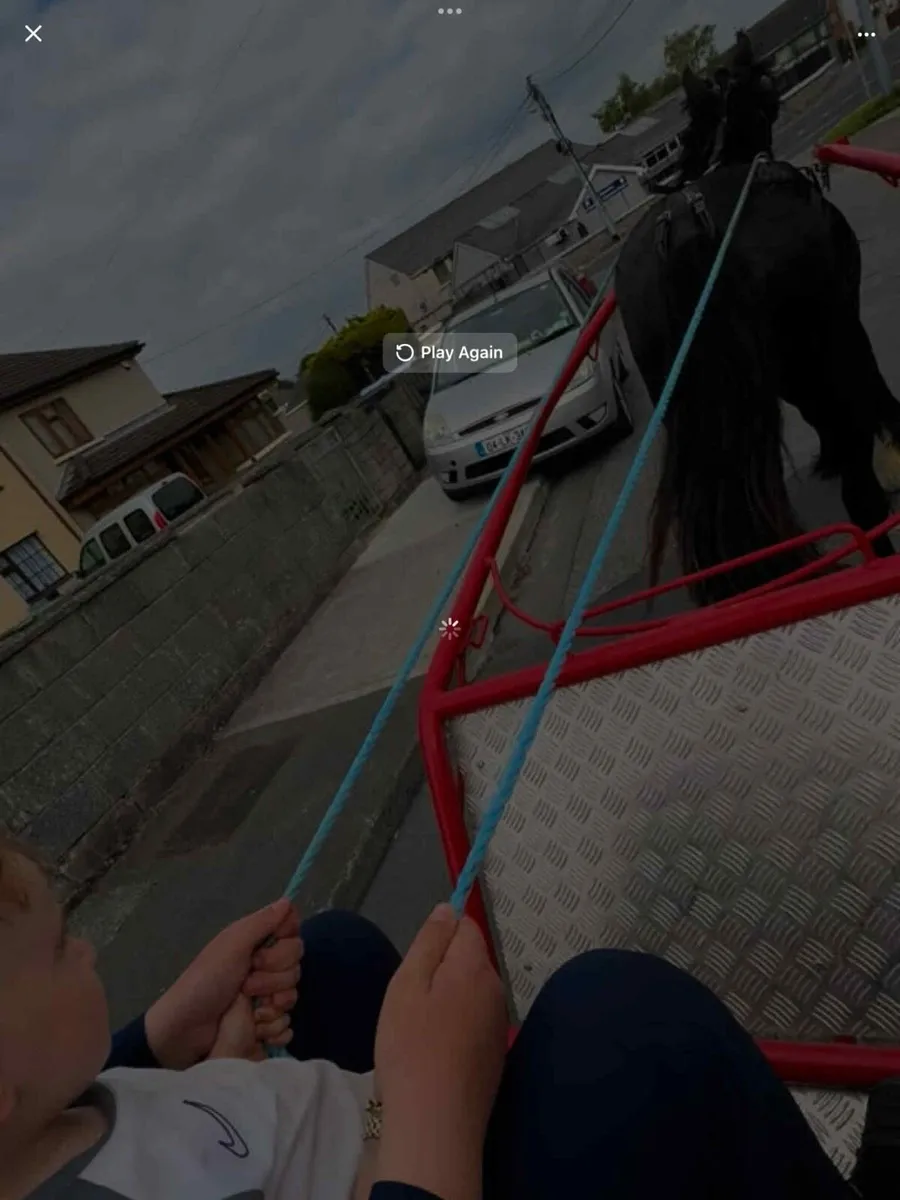 2 year old black horse - Image 3