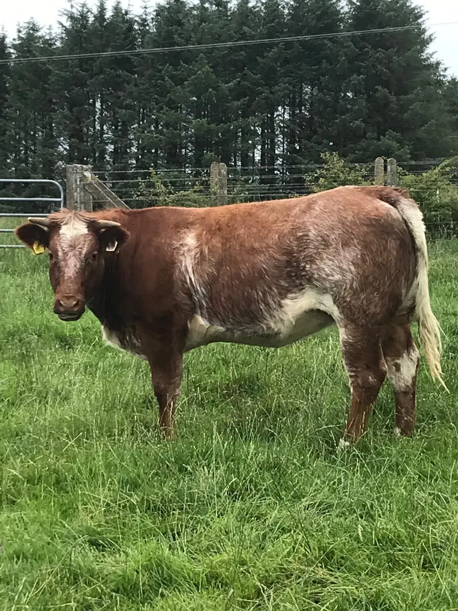 3 Super roan hefiers - Image 2