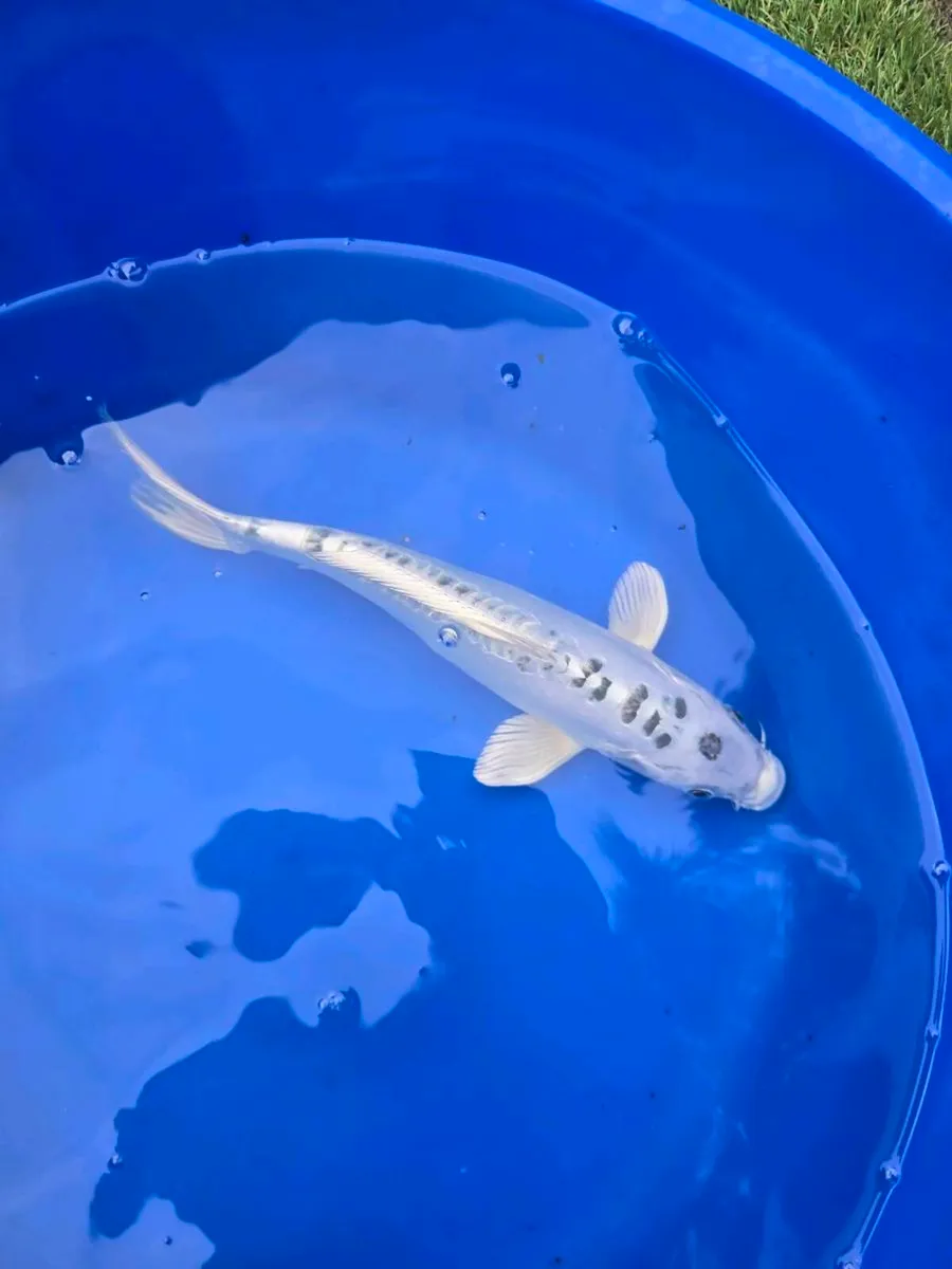 Koi carp for sale and pond equipment - Image 1