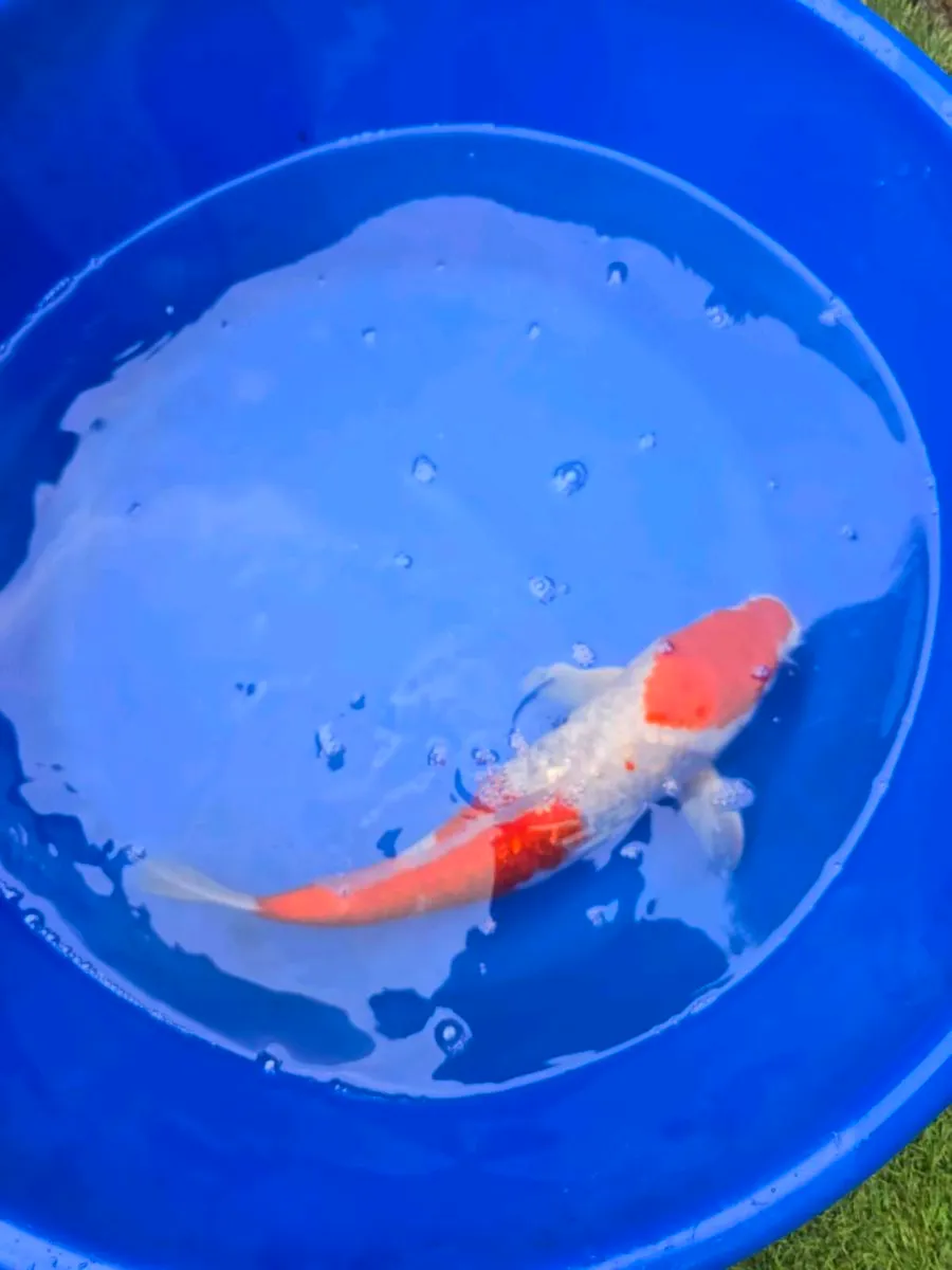 Koi carp for sale and pond equipment - Image 3