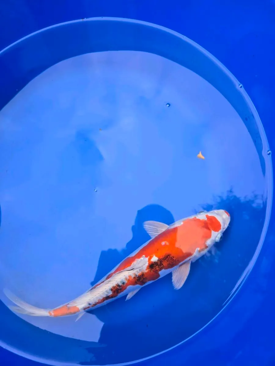 Koi carp for sale and pond equipment - Image 4