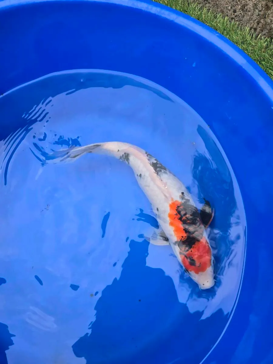 Koi carp for sale and pond equipment - Image 3