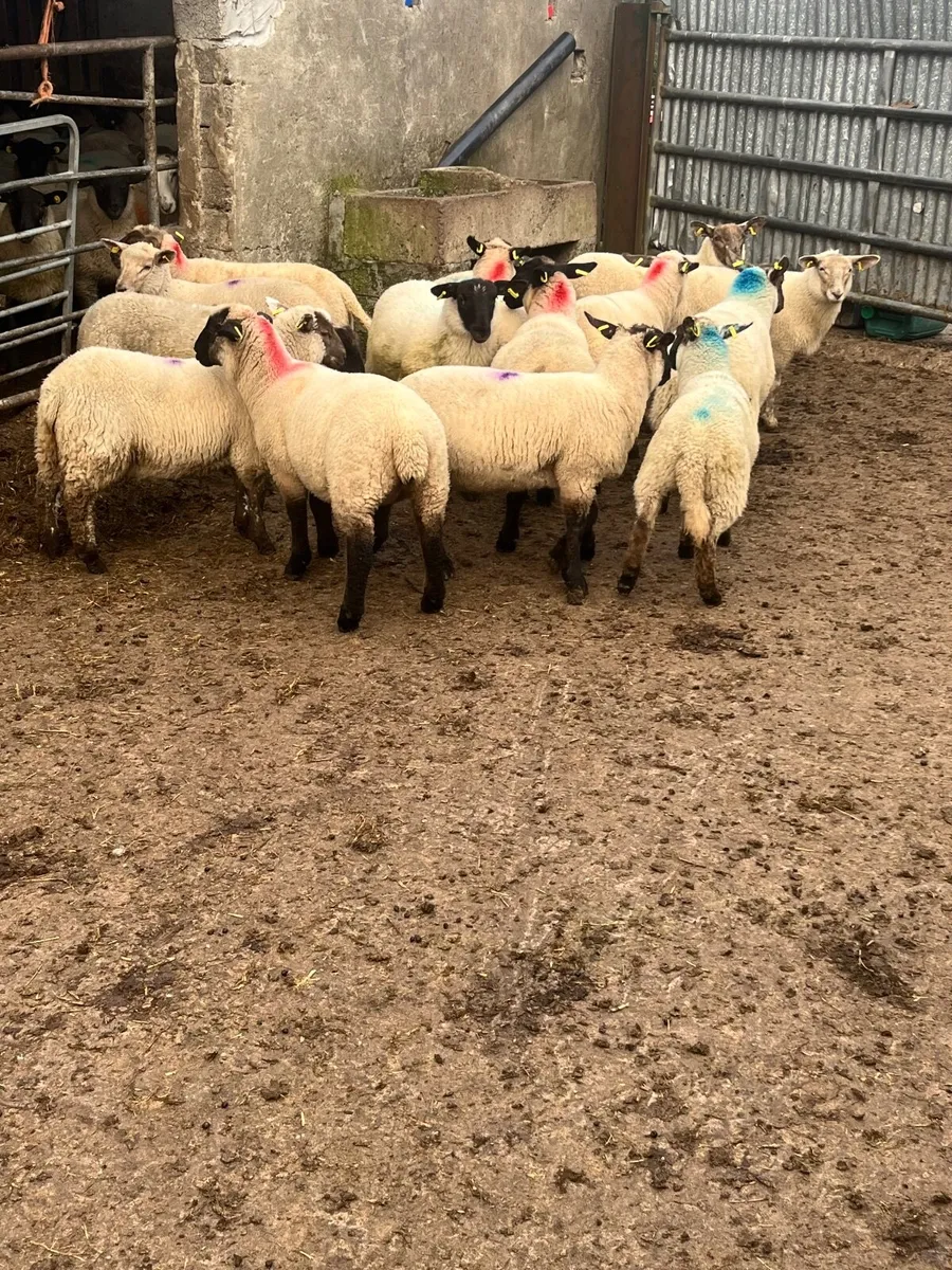 Store lambs - Image 1