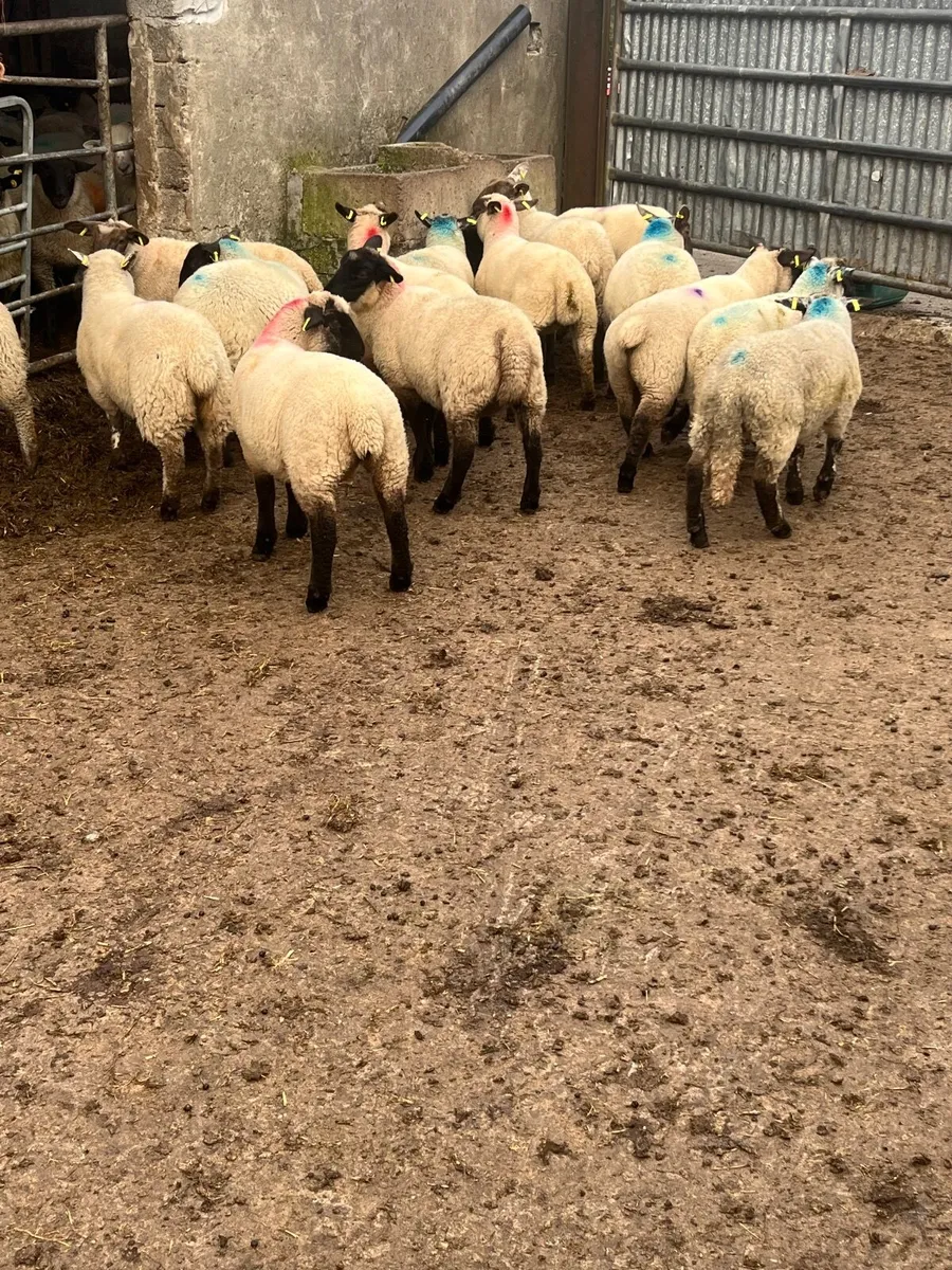 Store lambs - Image 2
