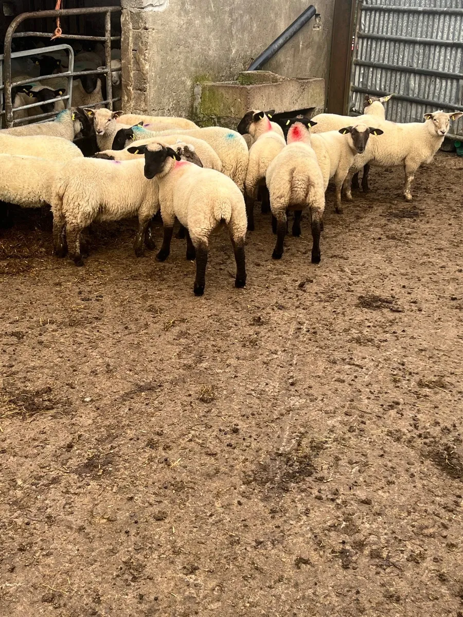 Store lambs - Image 3