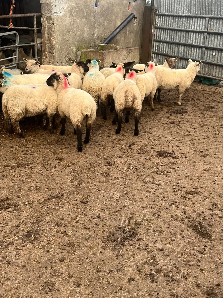 Store lambs - Image 4