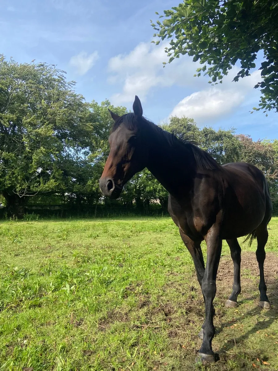 Dark Bay Gelding - Image 2