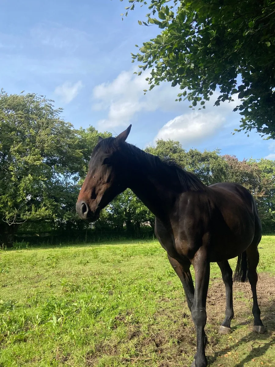 Dark Bay Gelding - Image 3
