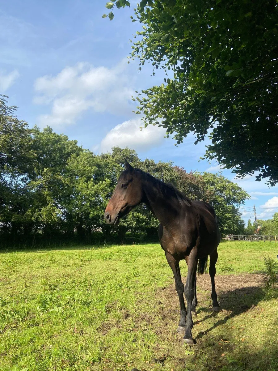 Dark Bay Gelding - Image 1