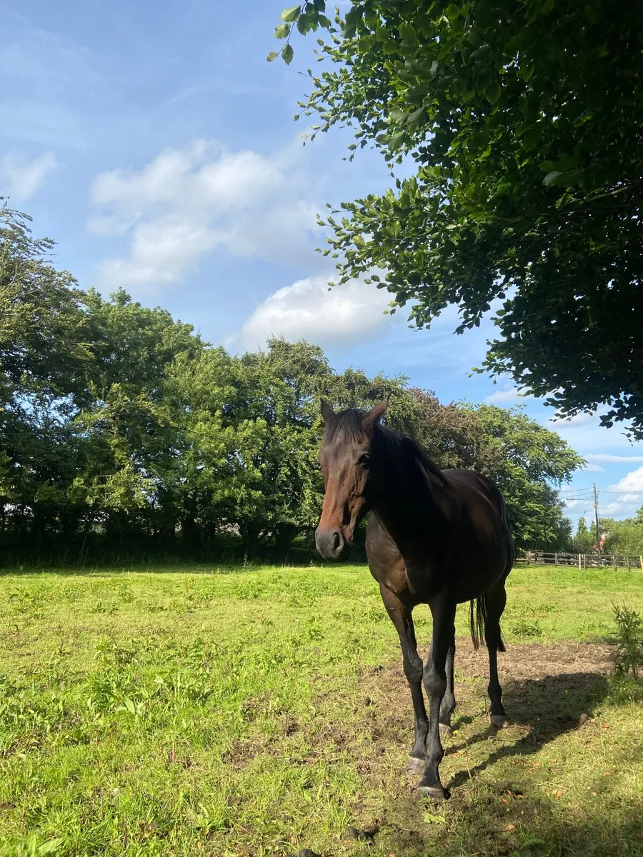 Dark Bay Gelding - Image 4