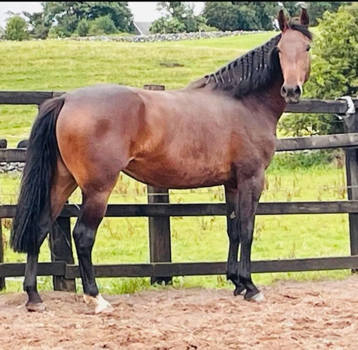 3 year old Filly for sale - Image 1