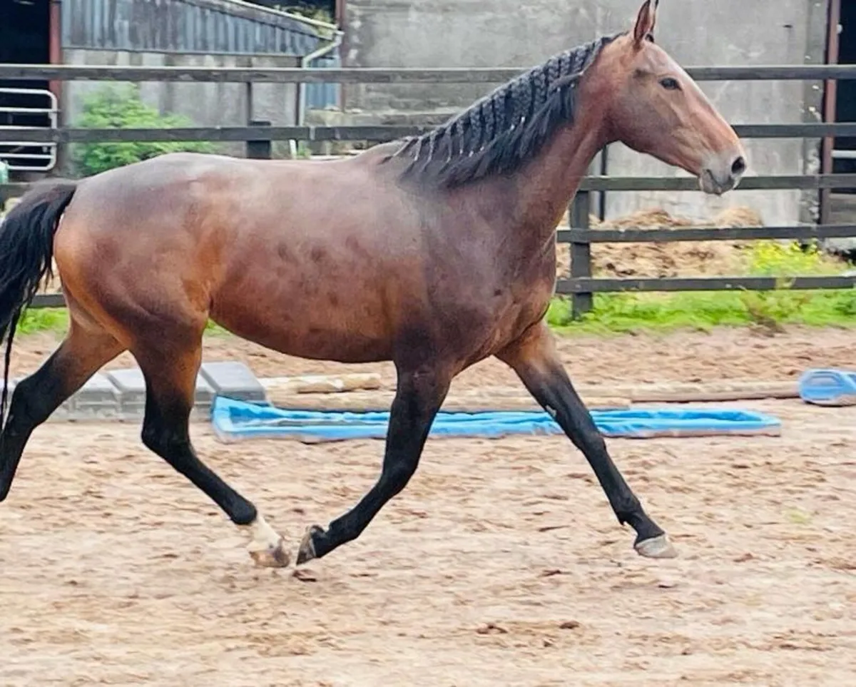 3 year old Filly for sale - Image 3
