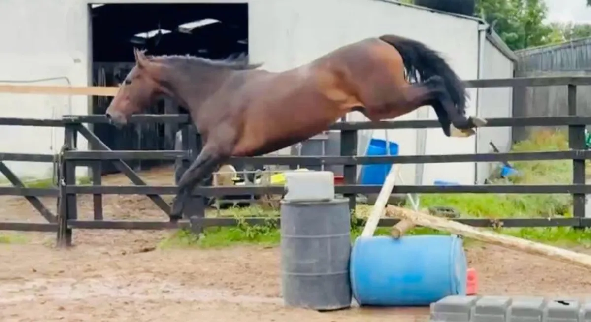 3 year old Filly for sale - Image 4