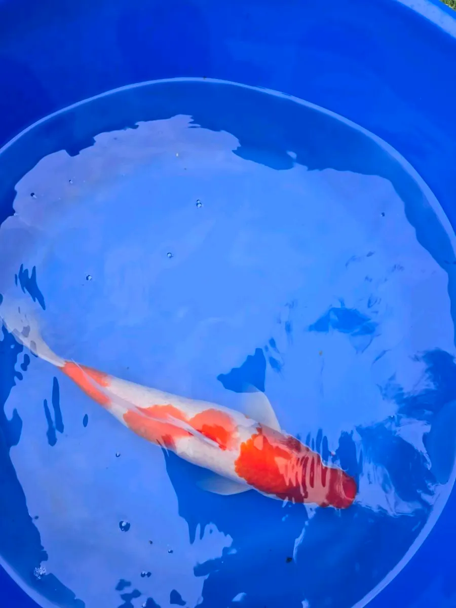 Koi carp for sale and pond equipment - Image 2