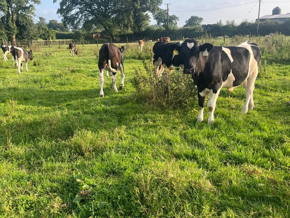 15 super British Frisian bull weanlings - Image 1