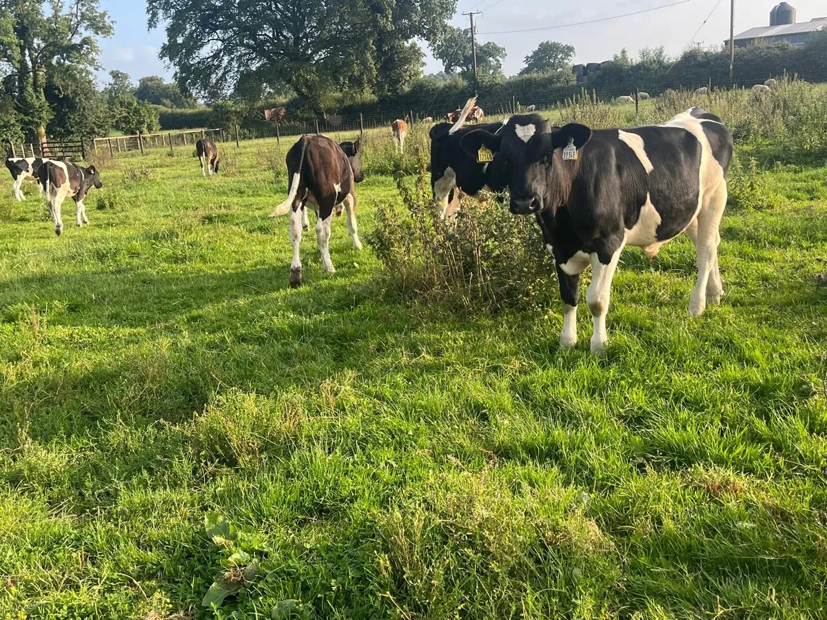 15 super British Frisian bull weanlings - Image 2
