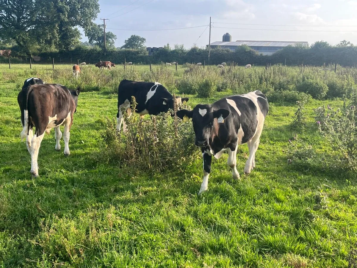 15 super British Frisian bull weanlings - Image 3