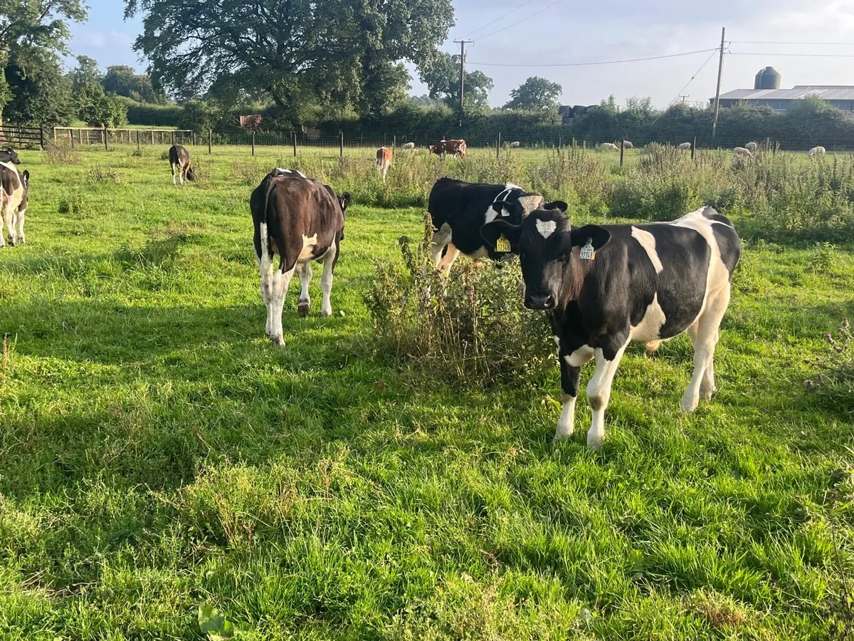 15 super British Frisian bull weanlings - Image 4