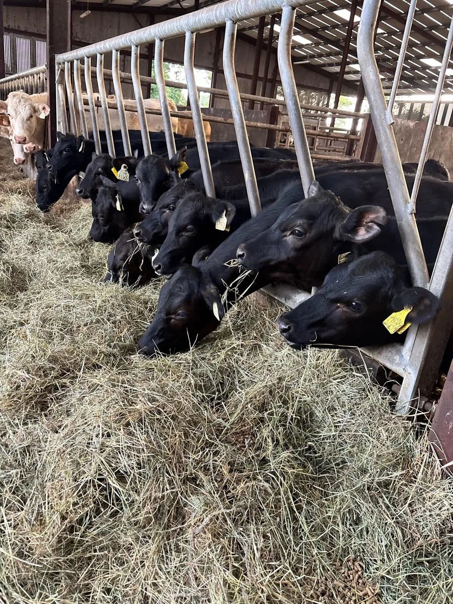 20 Angus  Heifers for sale - Image 1