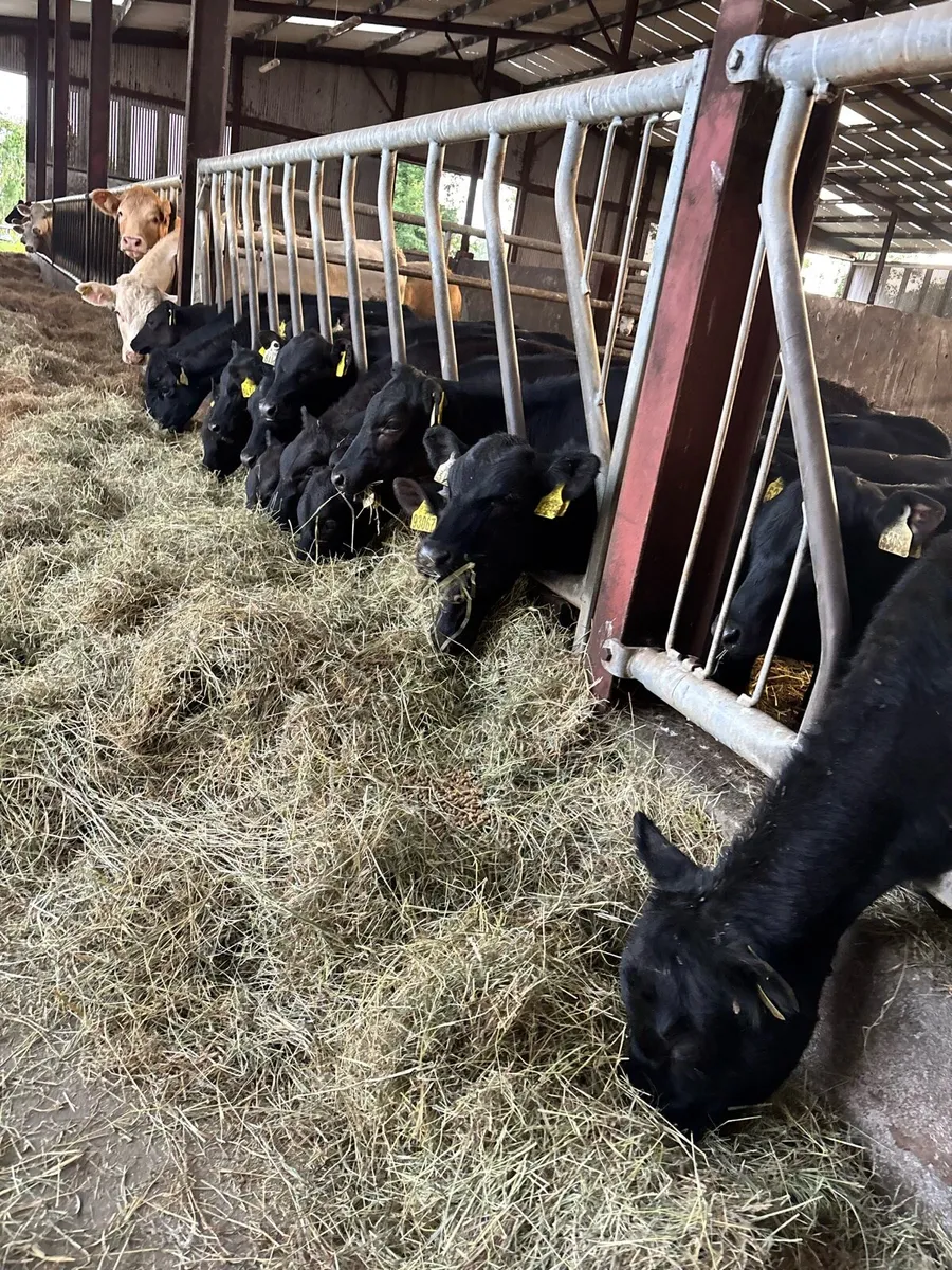 20 Angus  Heifers for sale - Image 2