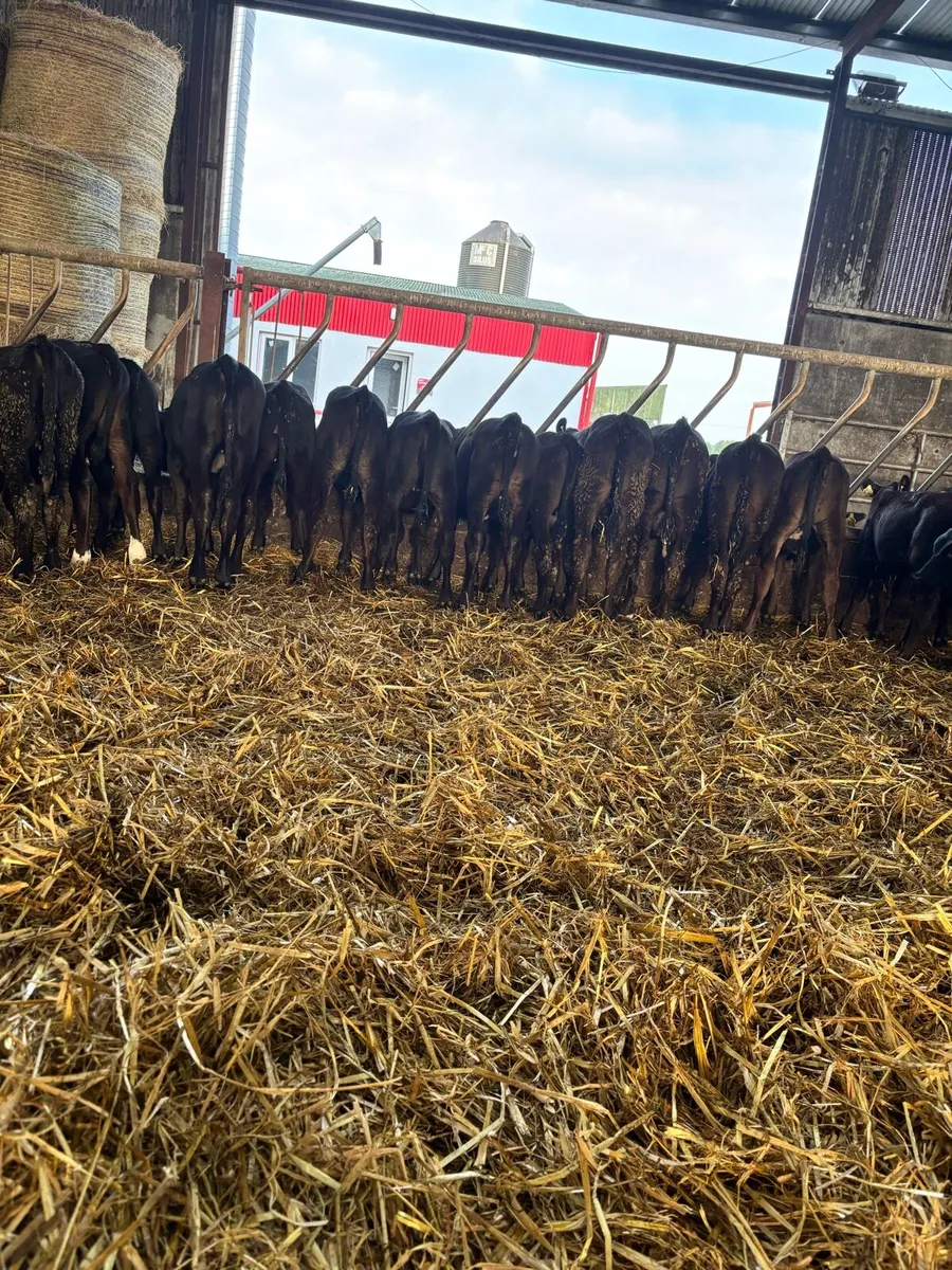 20 Angus  Heifers for sale - Image 3