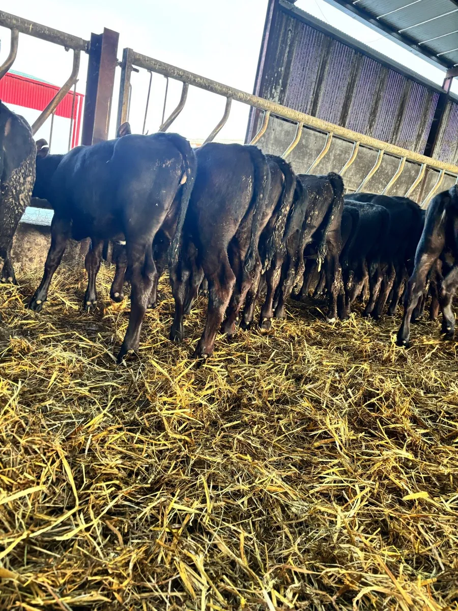 20 Angus  Heifers for sale - Image 4