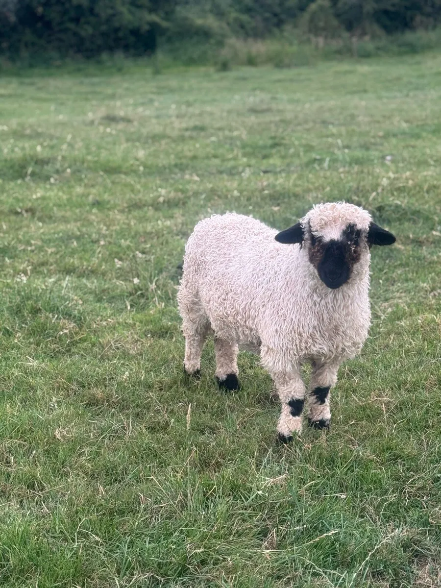 Valais cross ewe lambs - Image 1