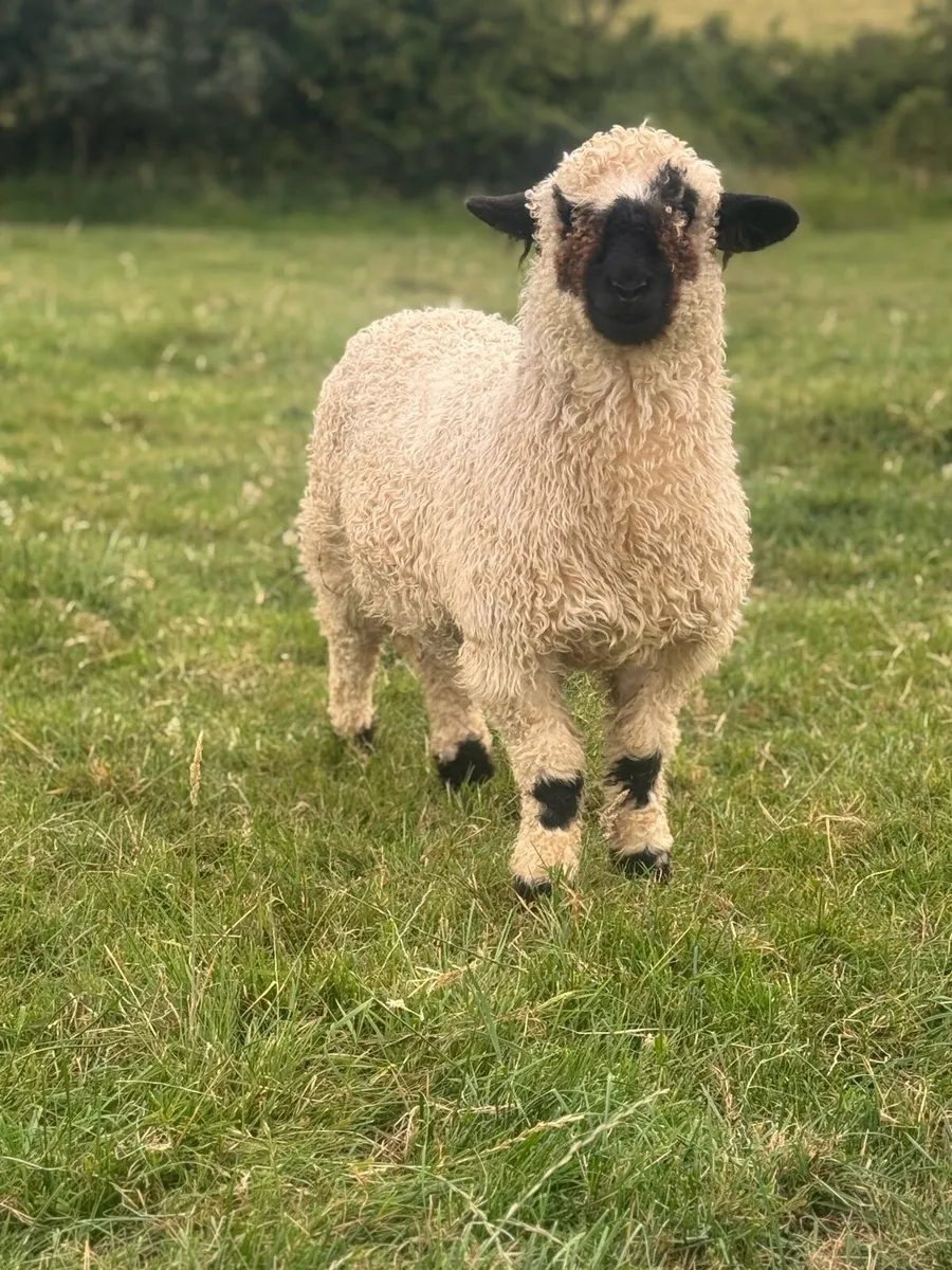 Valais cross ewe lambs - Image 2