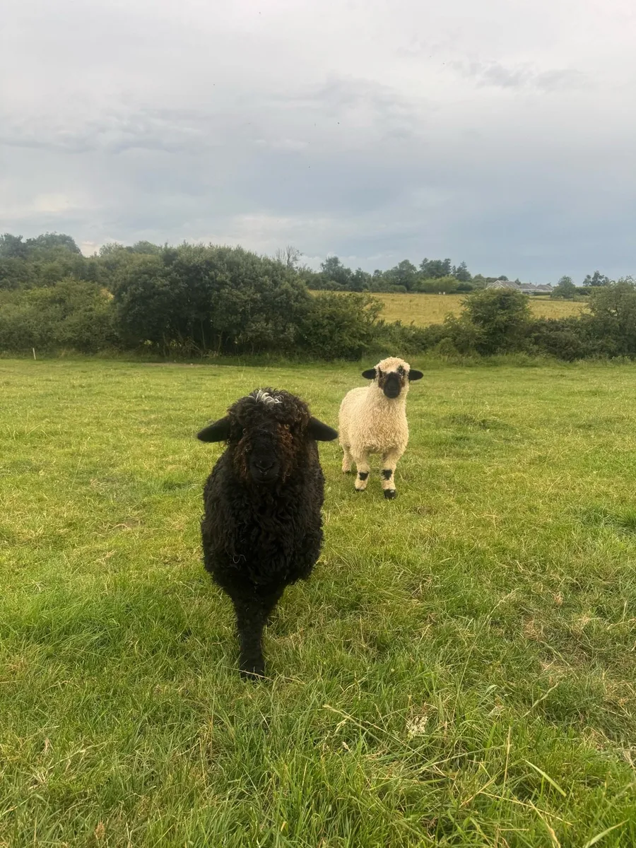 Valais cross ewe lambs - Image 3