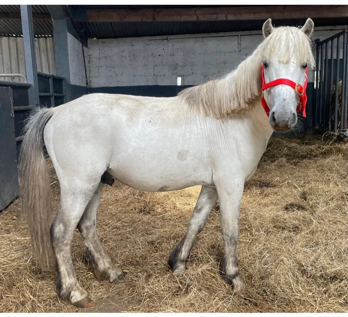 Unbroken gelding 12hh 6 years old