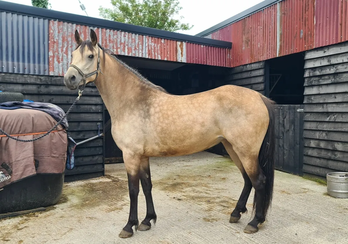 Horse