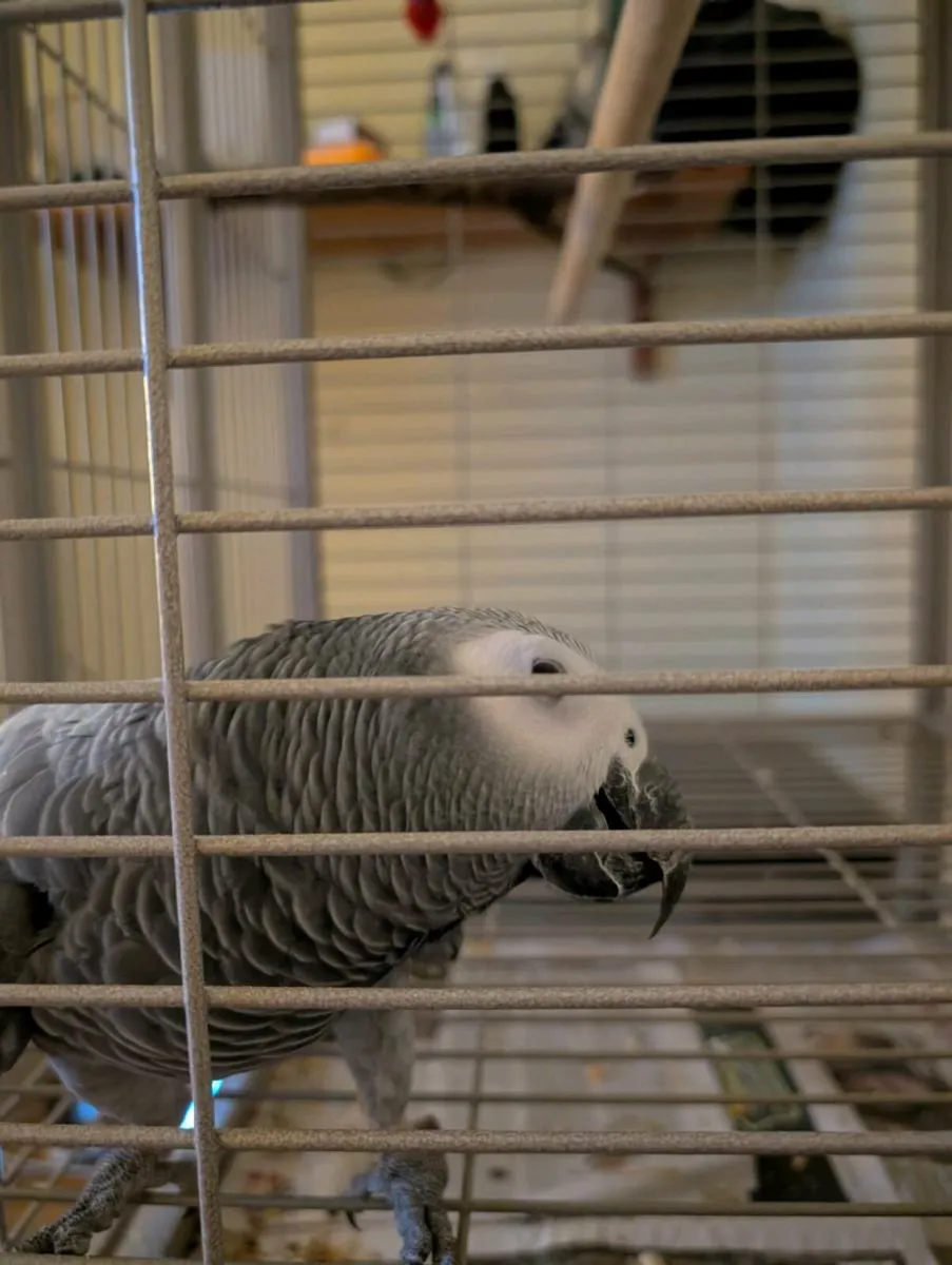 African Grey Semi Tame. - Image 2