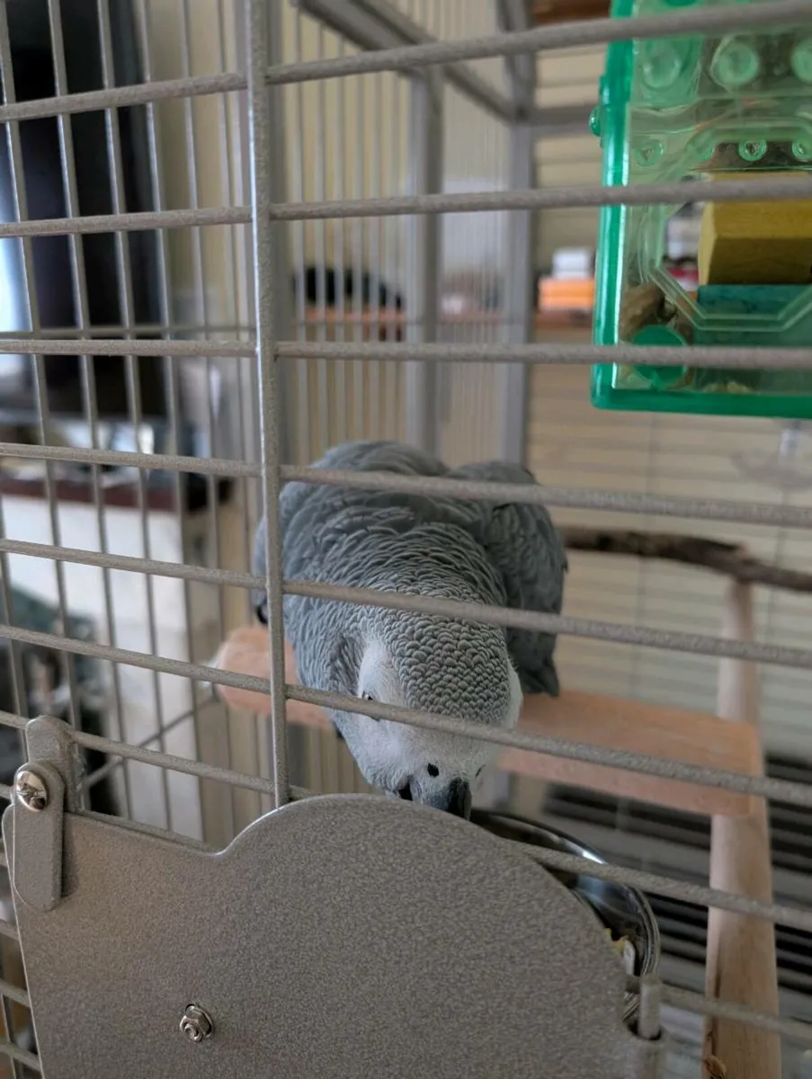 African Grey Semi Tame. - Image 3