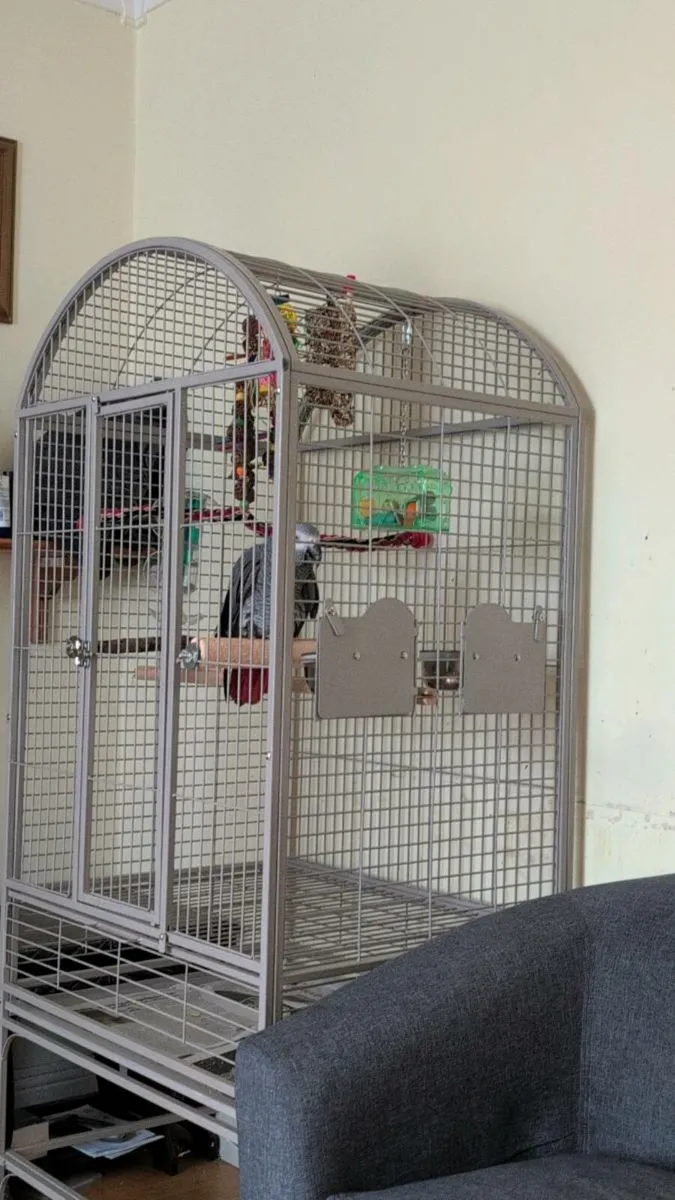 African Grey Semi Tame. - Image 4