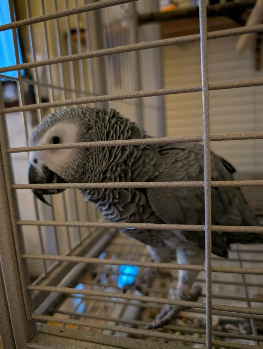 African Grey Semi Tame. - Image 1