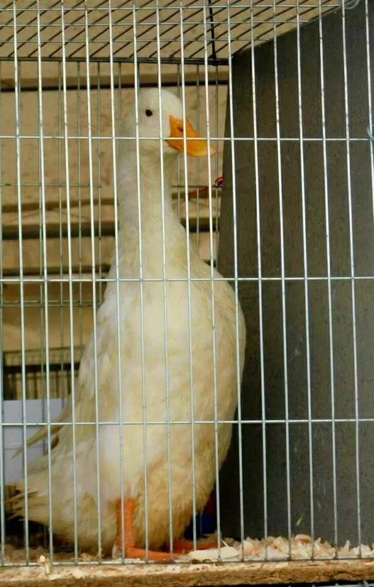 Female Pekin Ducks and Bantam Faverelo - Image 1