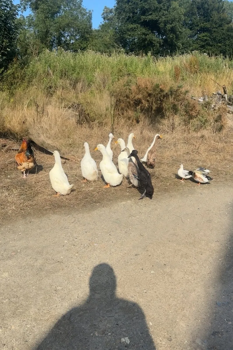Female Pekin Ducks and Bantam Faverelo - Image 2