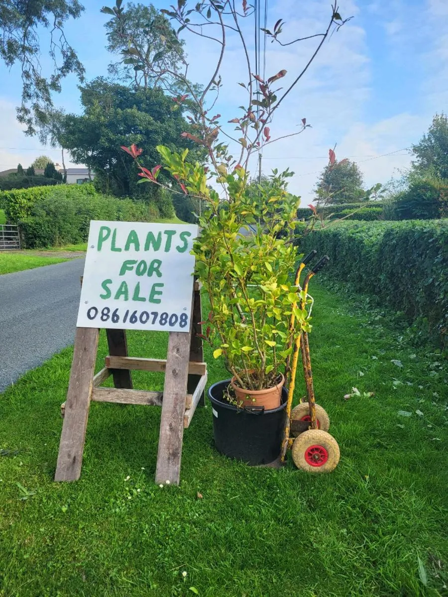 Plants - Image 1