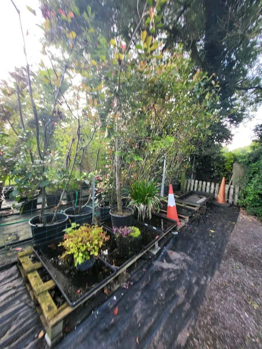 Plants - Image 3