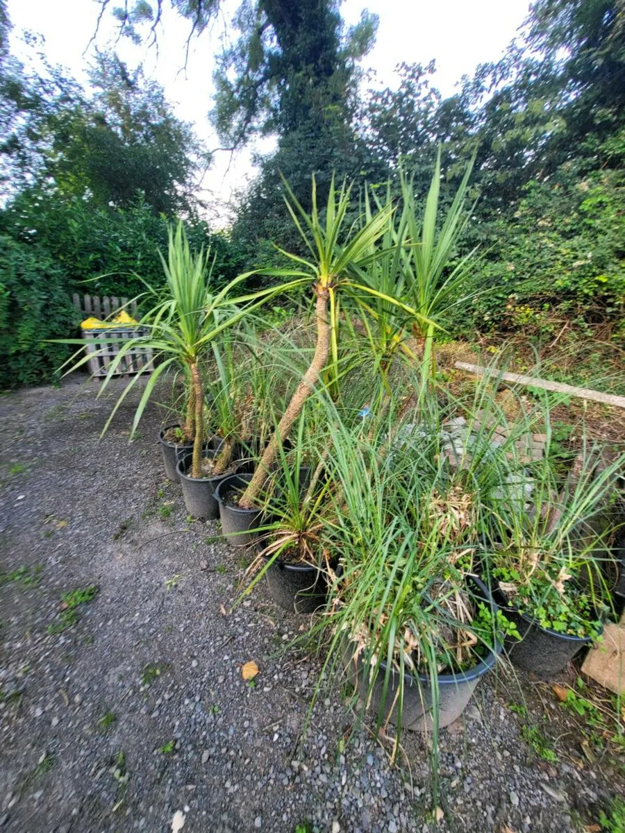 Plants - Image 4