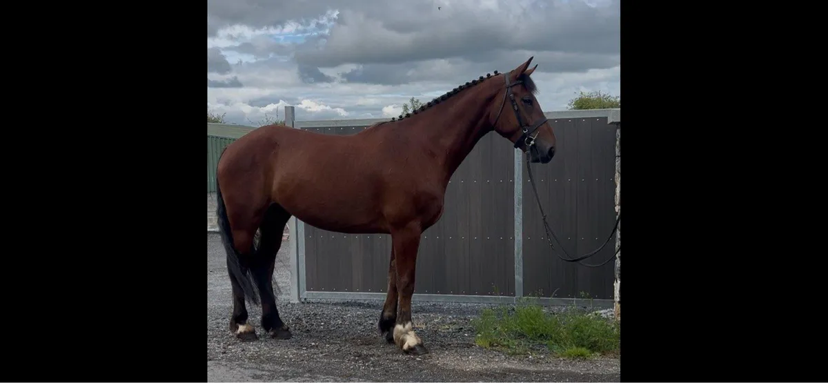 16.1 5 year old - Image 1