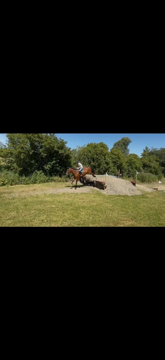 16.1 5 year old - Image 4