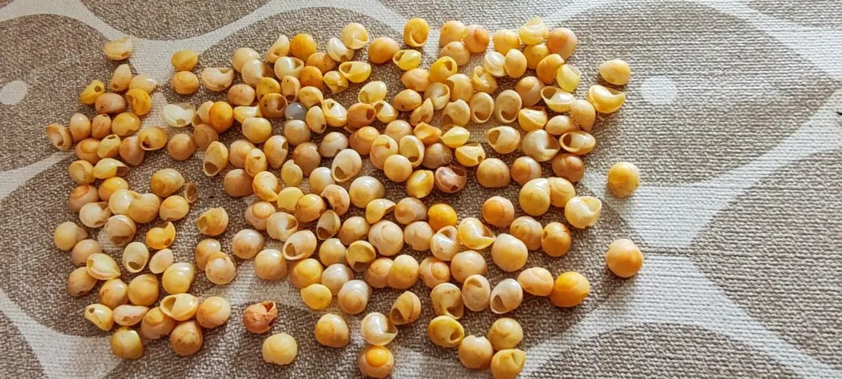 Vintage shell beads - Image 1