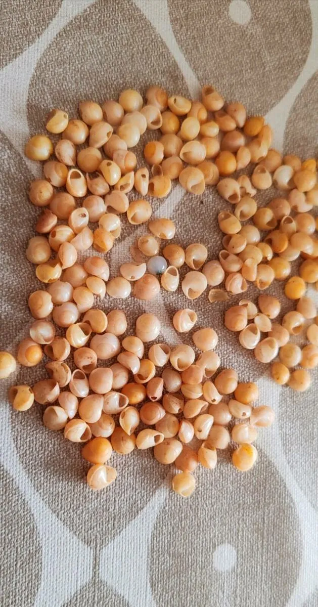 Vintage shell beads - Image 2