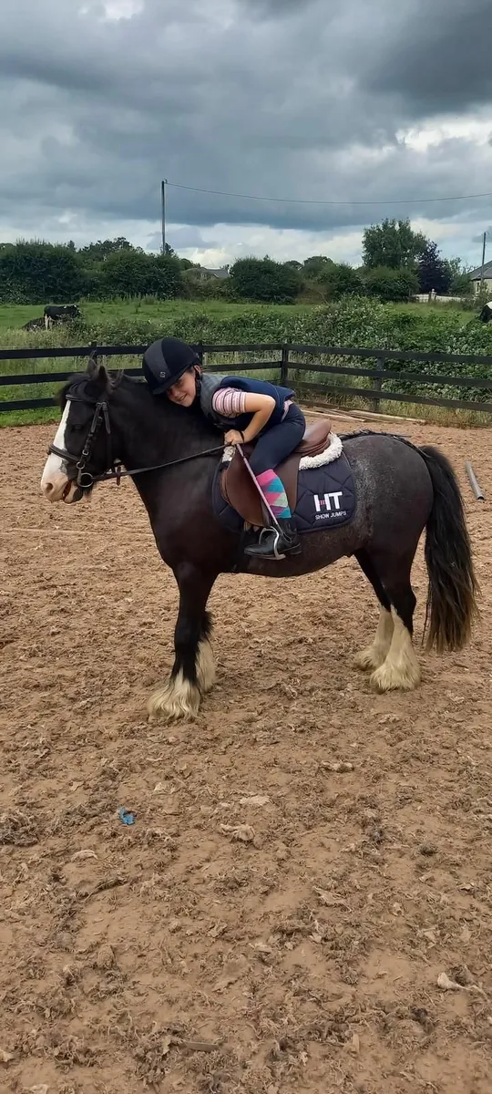 Max !!  Fantastic fun Little Cob . - Image 3