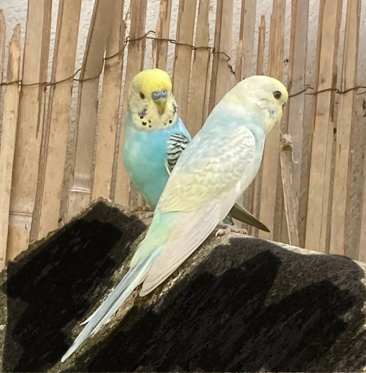 Bird and cage - Image 1