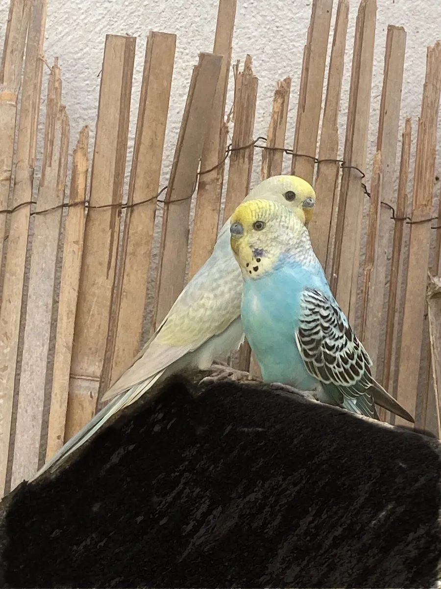 Bird and cage - Image 2