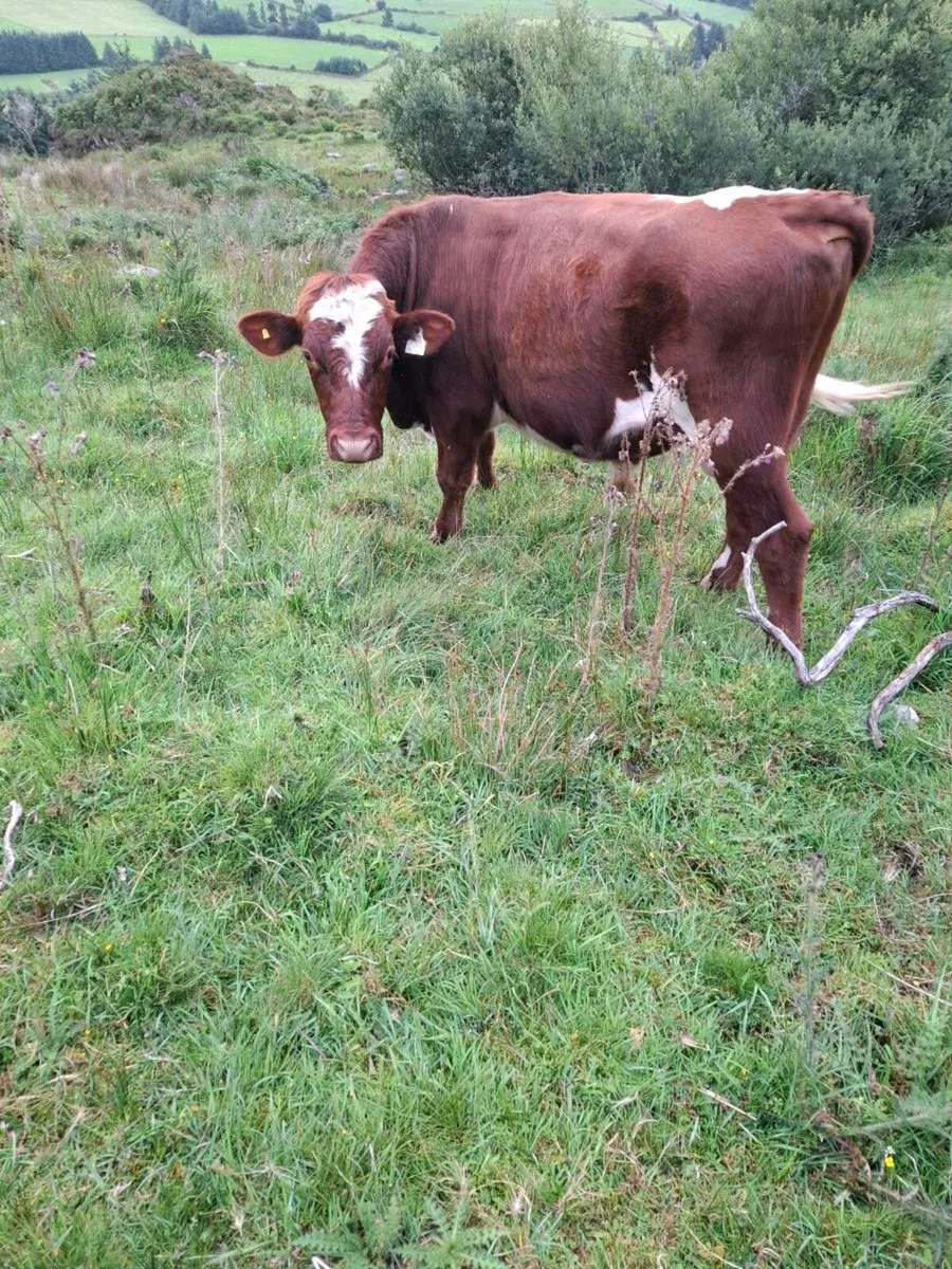 Shorthorn bull - Image 1